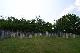 Kráľovský Chlmec - Židovský cintorín